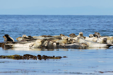 Sleeping eared seal. Russia, Sakhalin