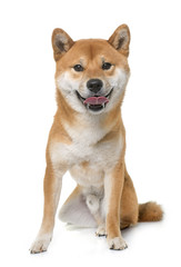 young shiba inu