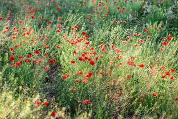 Beautiful red poppy field.