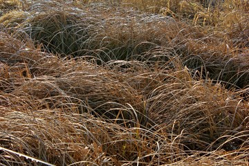 Clumps of grass in wetland