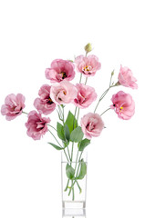 Naklejka na ściany i meble bunch of pink eustoma flowers in glass vase isolated on white