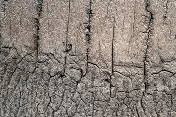 coconut tree surface