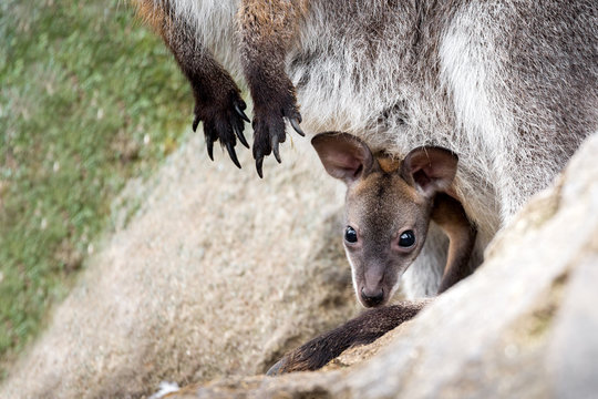 Closeup of a baby of Red-necked Wallaby