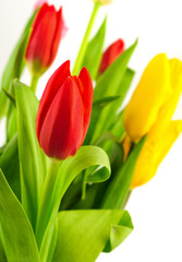 Fototapeta na wymiar Red and yellow tulips.