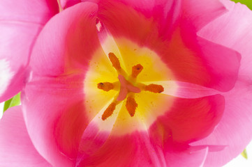 Open pink tulip bud.