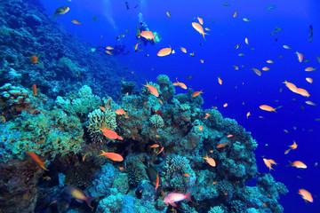 Fototapeta na wymiar coral reef underwater photo