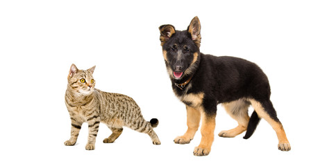 Portrait of a German Shepherd puppy and cat Scottish Straight