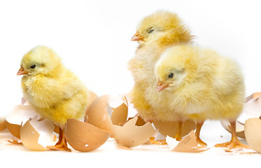  newborn chickens