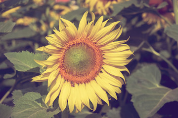 Naklejka premium sunflower with filter effect retro vintage style