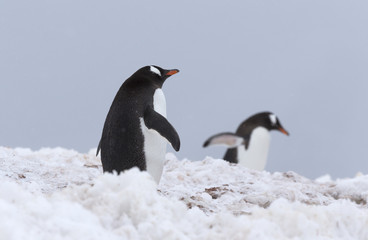Fototapeta premium Gentoo Penguins, Antarctica.