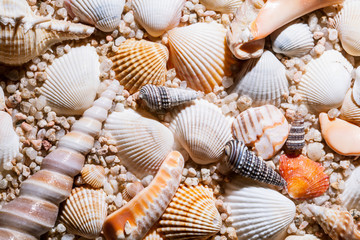 Seashells background