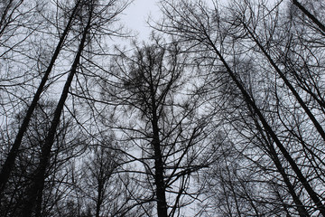 Мрачный страшный лес. Серые пугающие деревья. Черно-белое фото. 