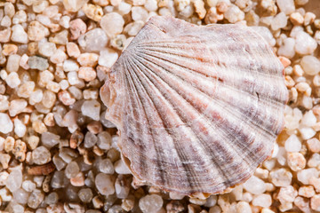 Seashells background