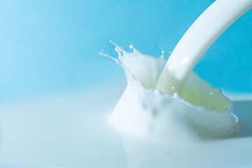 splash of milk, pouring jet stream of milk on a light blue background
