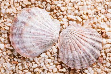 Seashells background