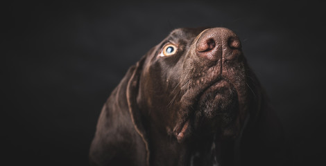 Young German pointer dog looking up. Studio shot. - obrazy, fototapety, plakaty