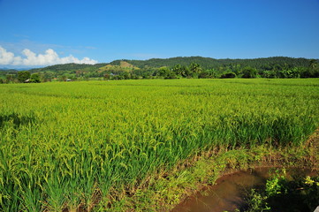 Rice Paddy Fields in Green Season