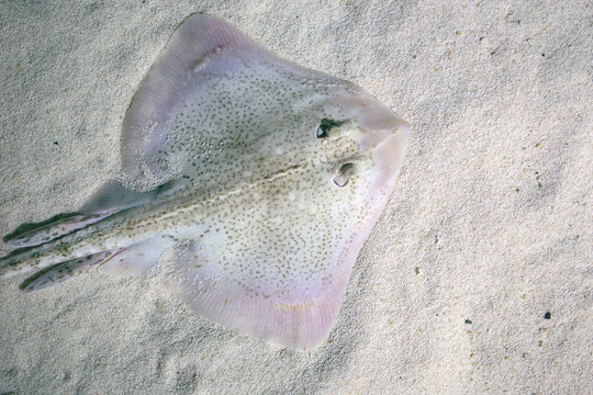 Thornback ray lying on the seabed
