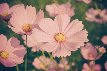 Fototapeta premium flowers with filter effect retro vintage style