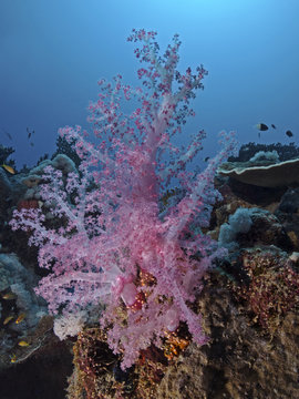 Klunzinger`s soft coral (Dendronephthya klunzingeri)