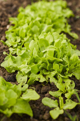 Lettuce row closeup