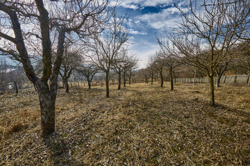 Orchard in the spring