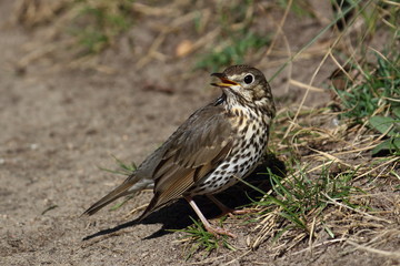 Singdrossel am Wegrand