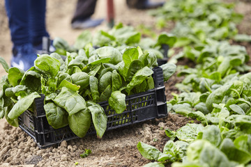 Fresh spinach in the hothouse © Xalanx