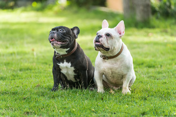 french bulldog on  grass field