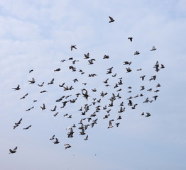 Silhouettes of pigeons