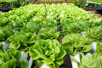 organic hydroponic vegetable cultivation farm