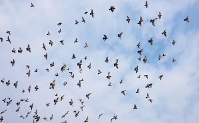 Silhouettes of pigeons
