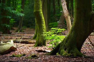 Fototapeta premium Spring forest in the Netherlands