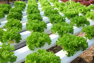 organic hydroponic vegetable cultivation farm