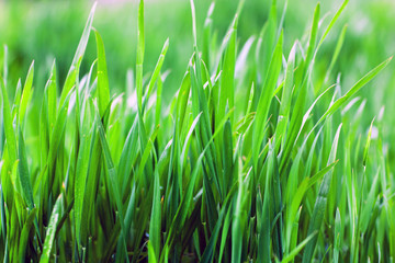Fototapeta na wymiar Close up of fresh thick grass