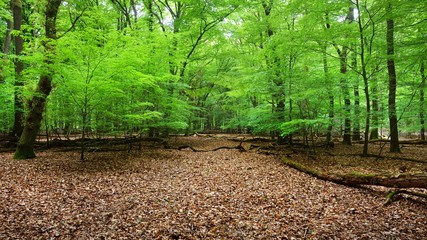 Spring forest in the Netherlands