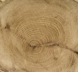 Fototapeta premium Textured boxwood background 