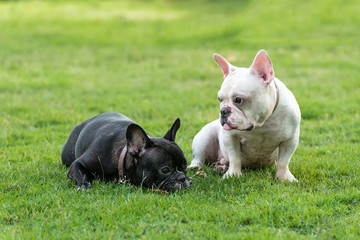Fototapeta premium french bulldog on grass field