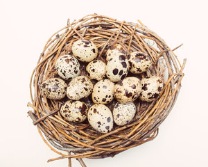 Nest with eggs of quails isolated