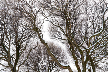branches of the trees form a beautiful pattern