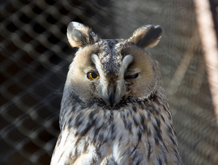 A long-eared owl (Asio otus)