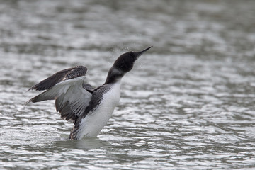 Great Northern Diver, wing stretching in Newlyn harbour, Cornwall, England, UK.