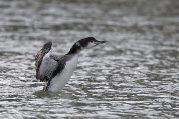 Great Northern Diver, wing stretching in Newlyn harbour, Cornwall, England, UK.