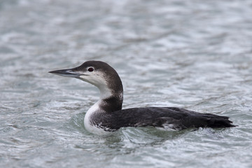 Great Northern Diver, adult in winter plumage, Newlyn harbour, Cornwall, England, UK.
