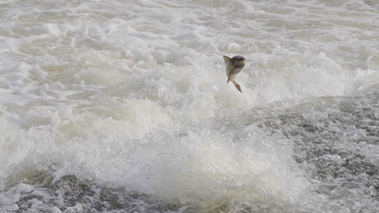 Salmon Jumping Over Weir In River Rapids. Shot in slow Motion for super action shots of the fish leaping.