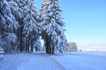 Wintry forest