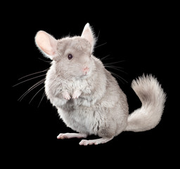 Beige chinchilla isolated on white background. series of images.