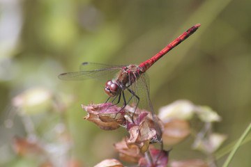 Rote Libelle