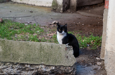 Black and white cat behind the concrete block