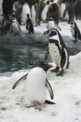Obraz premium Penguins walking on ice.